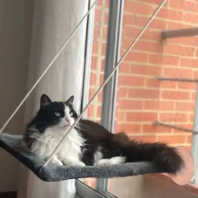 Hamaca  con chupón Para Gatos - Electroshopy - Vista 4