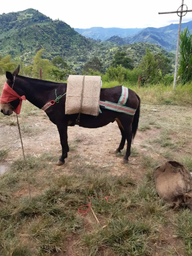 Encerado para enjalma